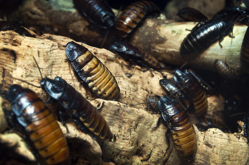 SOS scarafaggi in casa come eliminarli per sempre